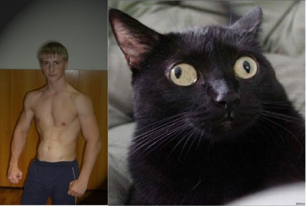 Кот с косыми глазами в разные стороны