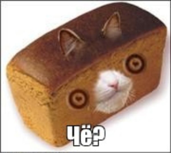 Кот хлеб