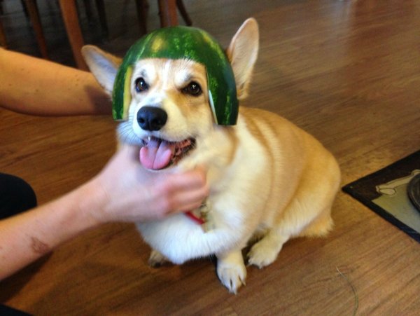 Собака с арбузом на голове