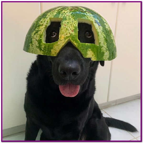 Собака с арбузом на голове