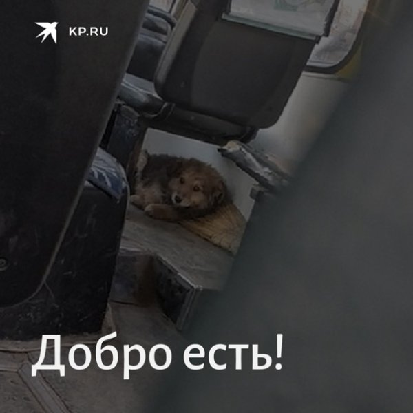 Бродячая собака в автобусе