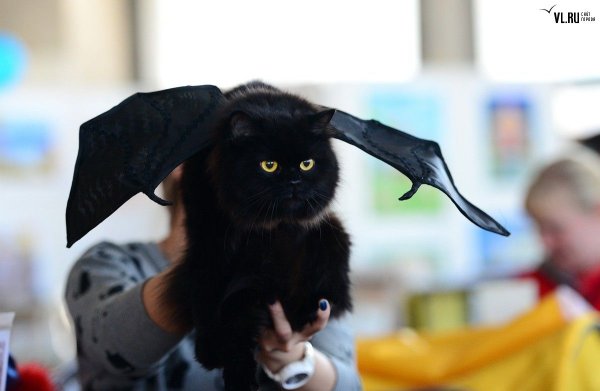 Кот летучая мышь