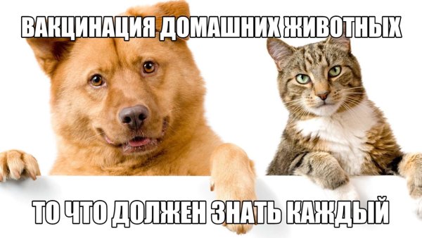 Мемы с надписями с котами и собаками