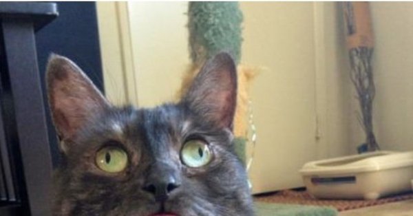 Котьс глазами в разные стороны