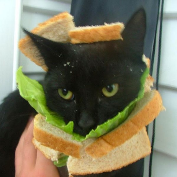 Бутерброд в виде кота