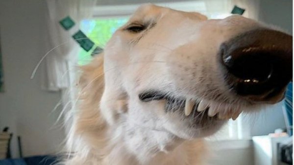 Длинноносая собака