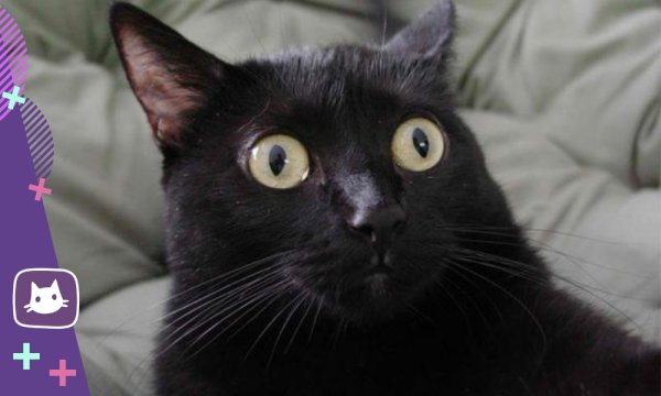 Коты с косыми глазами