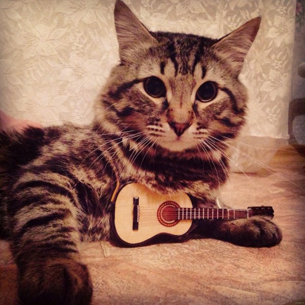 Коты с гитарой