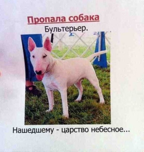 Пропала собака бультерьер нашедшему царство небесное