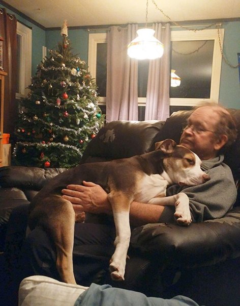 Дом для собаки