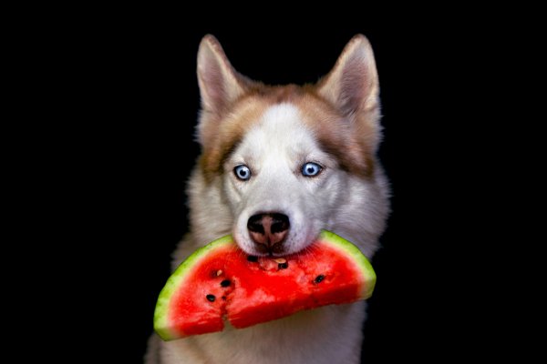 Хаски Арбуз
