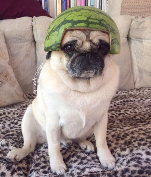 Собака с арбузом на голове