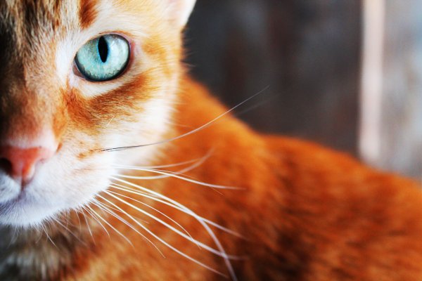 Оранжевая кошка