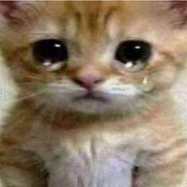 Котята из мемов