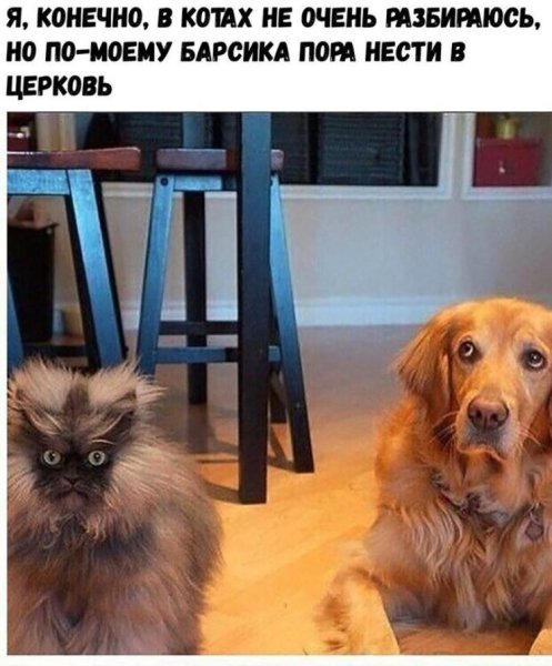 Анекдоты про собак