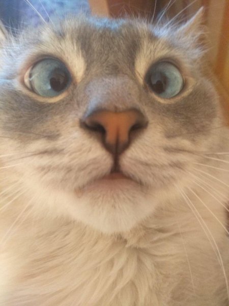 Косоглазый котик