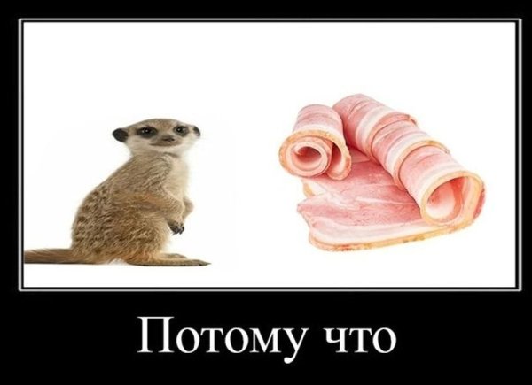 Мем почему хомяк и брокколи