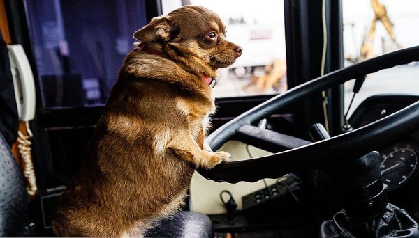 Звери в автобусе