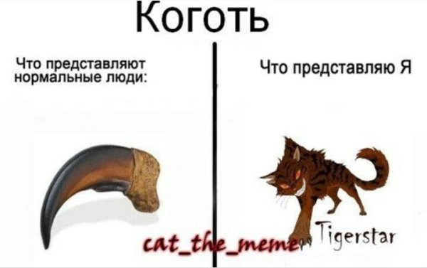 Коты Воители мемы