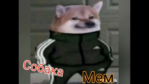 Собака гопник в костюме адидас