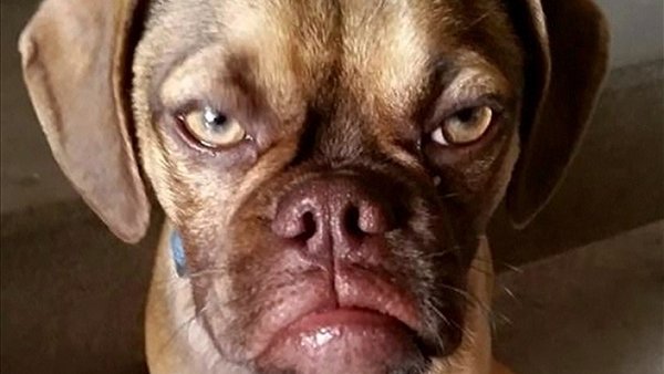 Смешные рожи собак