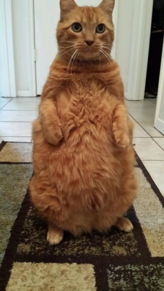 Толстый рыжий котик