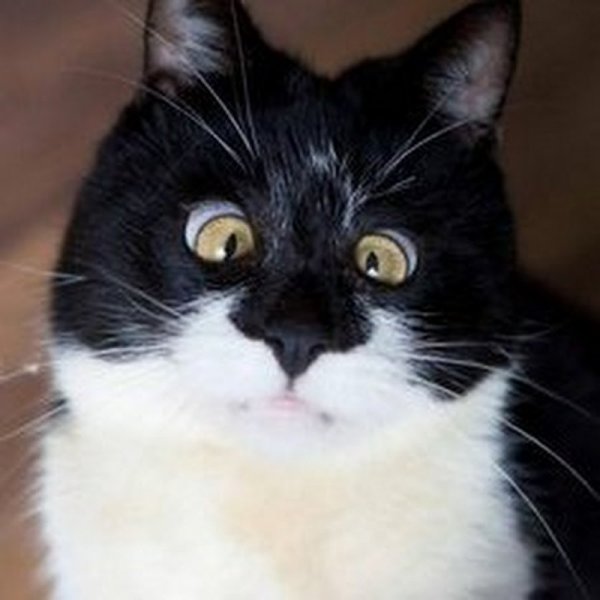 Кошка с косыми глазами