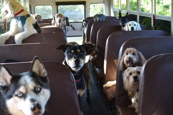 Собака в маршрутке