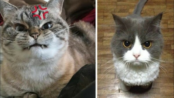 Кот со злой мордой