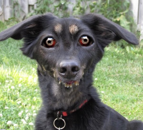 Косоглазая собака