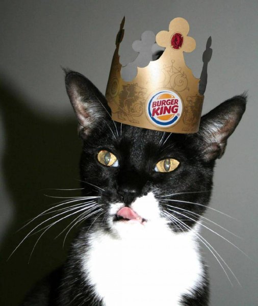 Кот в короне