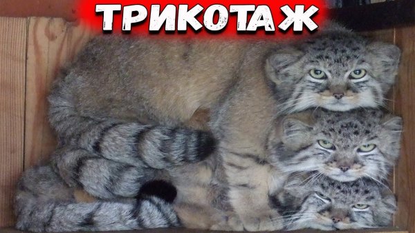 Смешные трикотаж