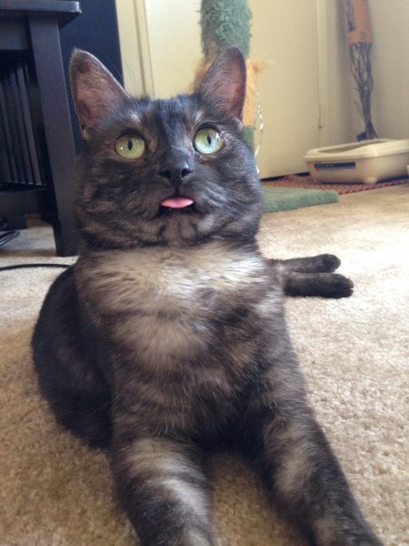 Сигнал потерян кот