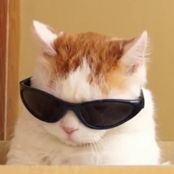 Кот в очке Мем