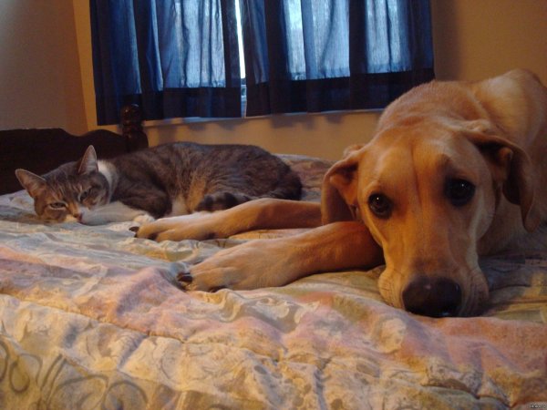 Подпись собака