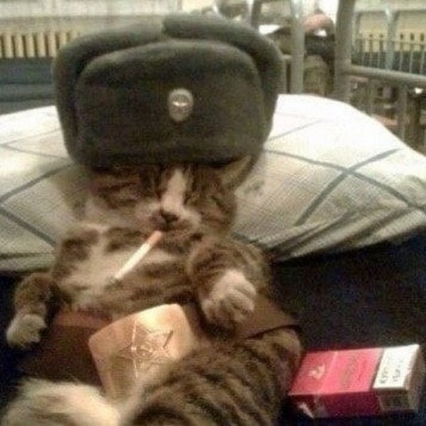 Кот дембель