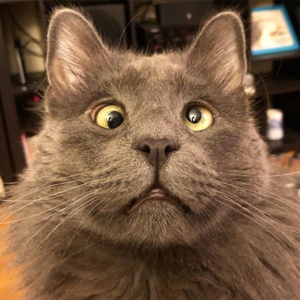 Кот Федор косоглазый