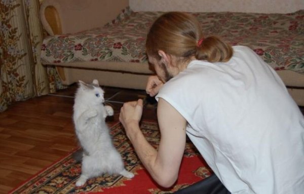 Кот дерётся с человеком