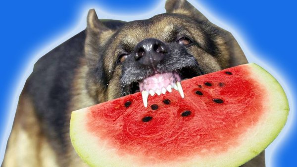 Собака кушает Арбуз