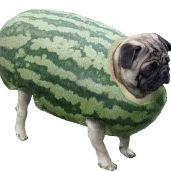 Мопс в арбузе