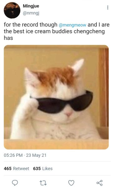 Коты мемы с очками