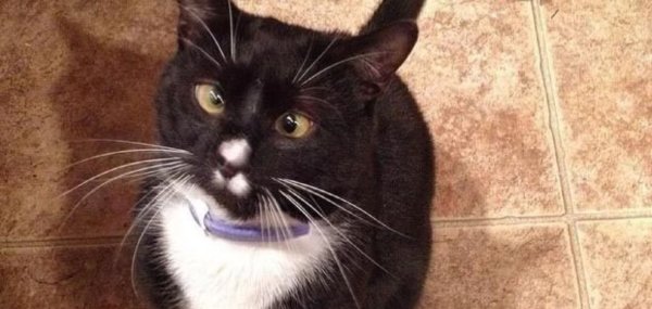 Косоглазые черные коты