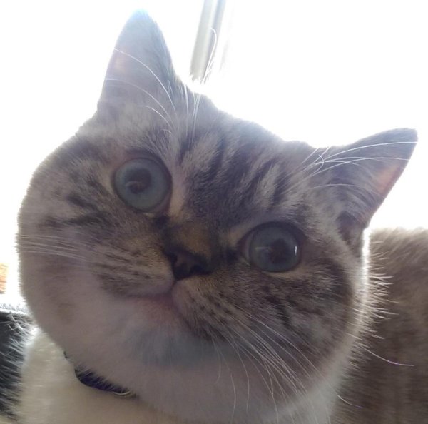 Котик с глазами в разные стороны