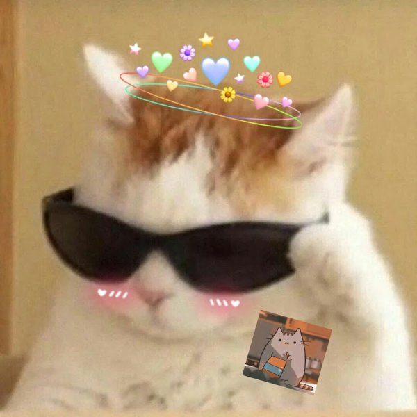 Кот в очках