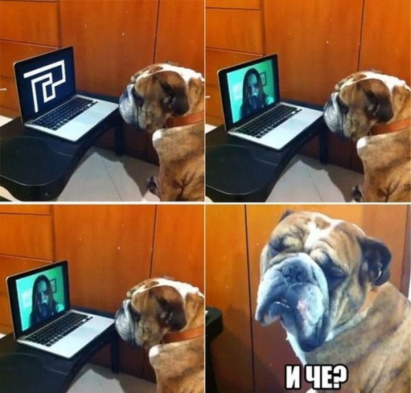 Смешные мемы про животных