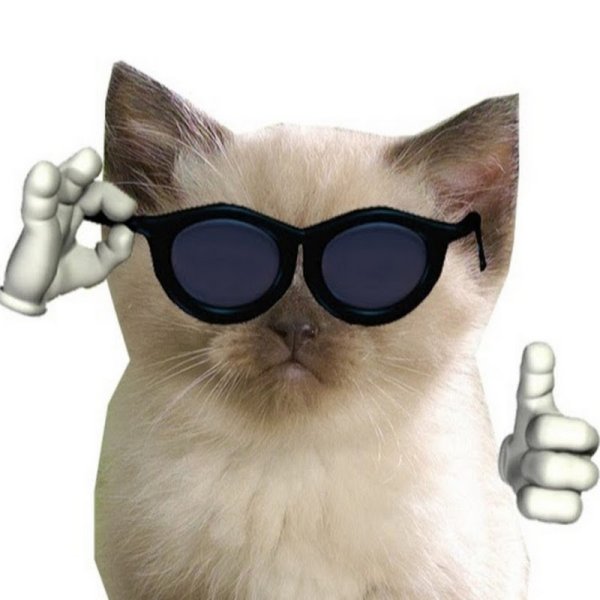 Котик с очками