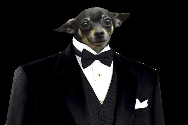 Животные в смокинге