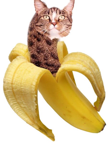 Кот с бананом