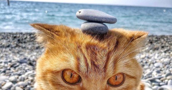 Рыжий кот на море