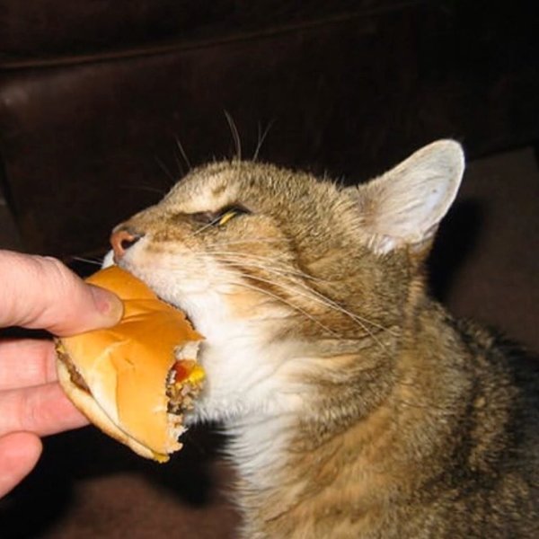 Кот бутерброд